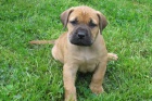 Boerboel - ttka s PP